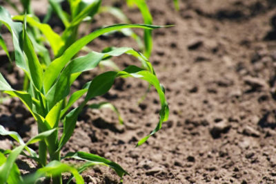 corn grown in field soil