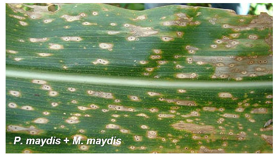 Photo of a a corn leaf demonstrating 'fish-eye' symptoms of tar spot complex.