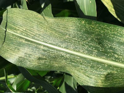 This is a closeup photo showing disease lesions on a corn leaf.