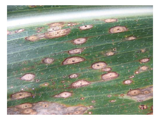 Corn leaf with clear ascomata of P. maydis at different growth stages.