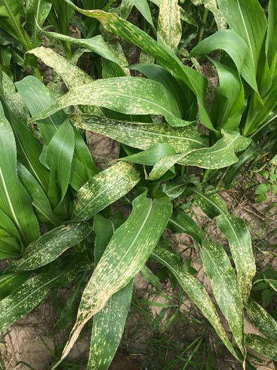 This is a closeup photo showing disease lesions on corn leaves.