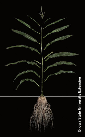 Photo of corn plant at R1 growth stage.