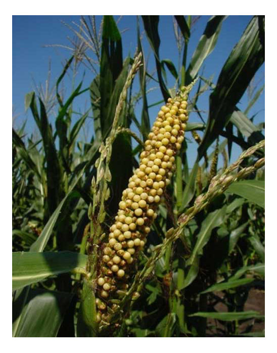 Corn exhibiting tassel ear, with the center spike possessing an ear-like structure.