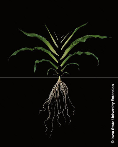 Photo showing corn plant at the V6 growth stage.