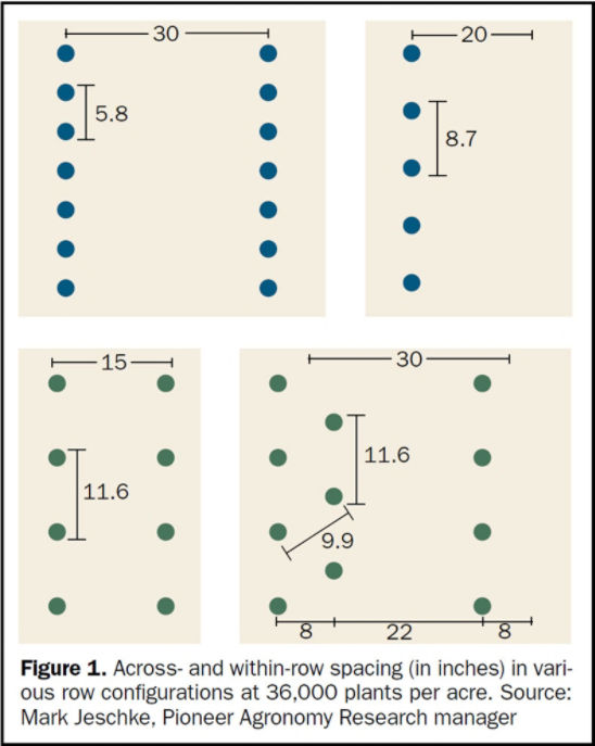 Illustration - Across- and within-row spacing (in inches) in various row configurations at 36,000 plants per acre.
