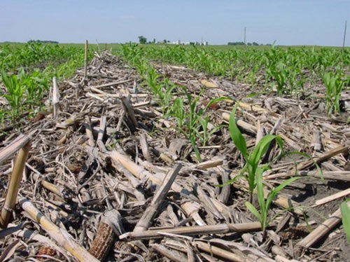Greater corn residues in no-tillage systems have been associated with higher plant populations, transgenic insect traits, and greater use of foliar fungicides.