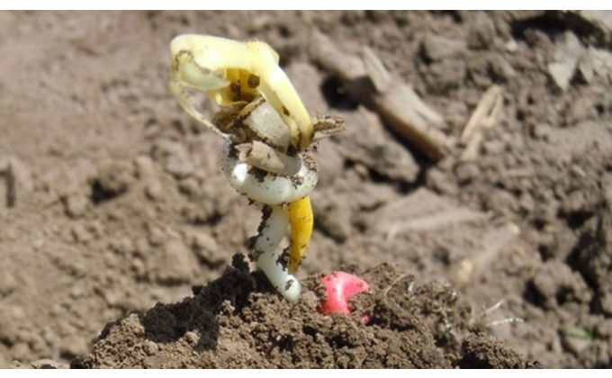 Corn corkscrew damage symptoms.