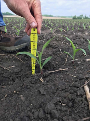Achieving Uniform Emergence in Corn