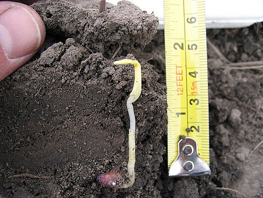 Midwest map showing counties with confirmed incidence of tar spot as of January 2019.