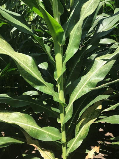This is a photo showing a corn plant with disease lesions on its leaves.