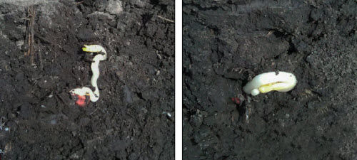 Photos - Abnormal mesocotyl and coleoptile development due to prolonged cold stress in an early-planted Illinois field.