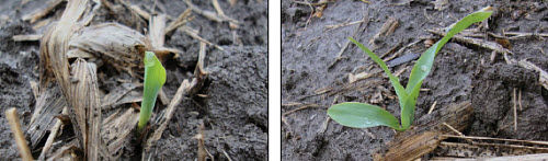Corn seedling emergence under cold, wet conditions