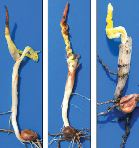 Photos - Common symptoms of cold damage during imbibition and seedling emergence.