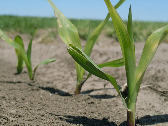 Photo of young corn plants.