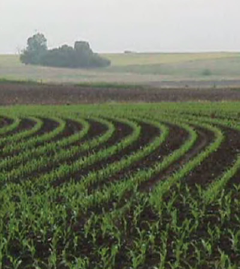 Corn field - early summer