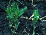 Frost-damaged corn plants 2 weeks after frost. Plants clipped 3 days after the frost.
