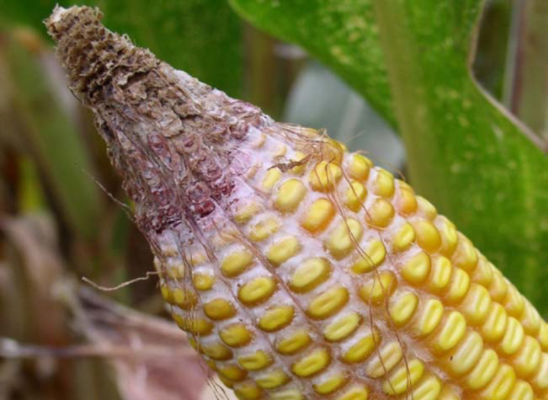Corn ear damaged from gibberella ear rot