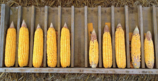 Ears of an Optimum® AQUAmax® hybrid and a hybrid of similar maturity but with lower drought tolerance produced under significant drought stress at Johnston, Iowa, in 2012.