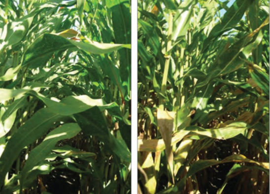 Two hybrids showing different levels of foliar disease symptoms.