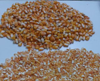 corn_image