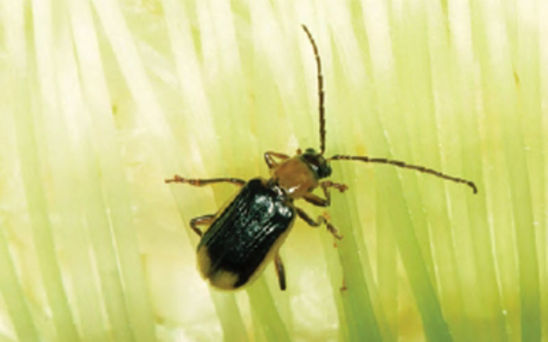 Corn rootworm adult