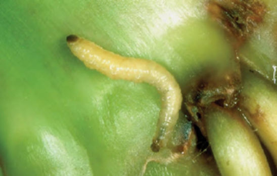 Corn rootworm larvae