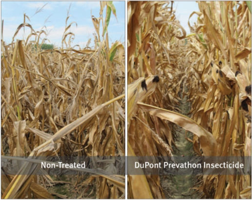 Refuge hybrid without (left) and with (right) an application of DuPont Prevathon insecticide in a trial near Wynne, Ark., in 2012.