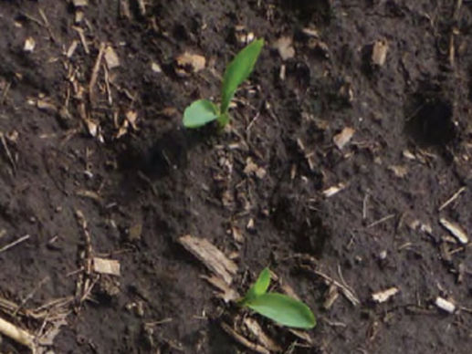 Corn seedlings