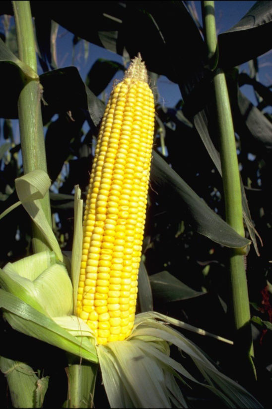 Corn kernel set requires the successful completion of several plant processes.