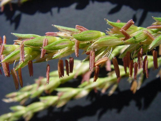 Once corn pollen grains have matured inside corn anthers, these anthers begin to dry or dehisce.