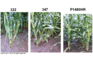 Root lodging observations on July 2