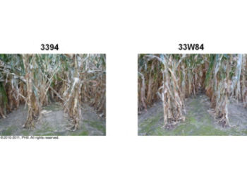Root lodging observations on Sept. 9