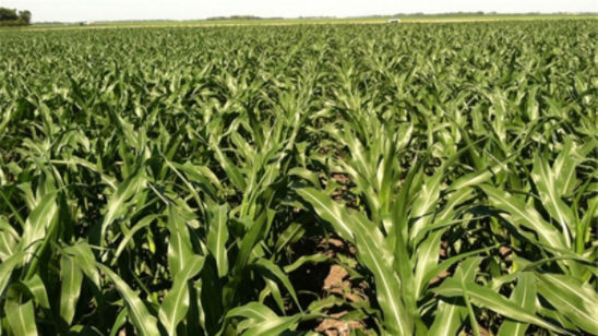 corn_response_intensive_mgmt