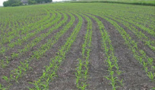 Twin-row corn
