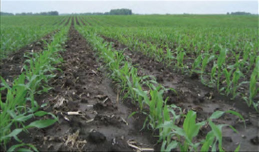 Twin-row corn