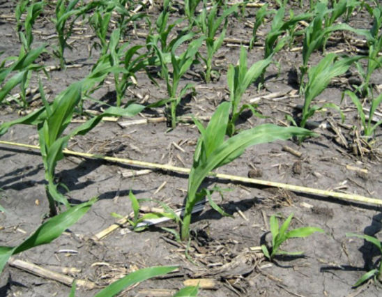 Late-emerging corn plants are at a competitive disadvantage with larger plants in the stand.