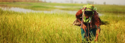 farmer working in rice field