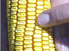 Corn ear from high yield environment
