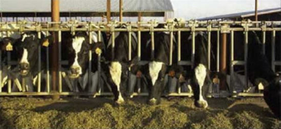 Photo - Dairy herd feeding