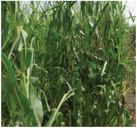 Hail damage to corn plant leaves.