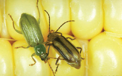 Northern (left) and western (right) corn rootworm adults.