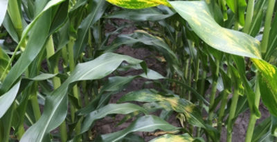 Closeup of corn leaves - canopy - some damage
