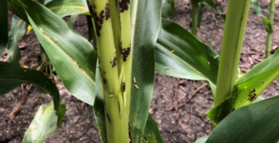 Closeup - corn stalk damage