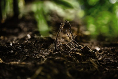 image of dead weed