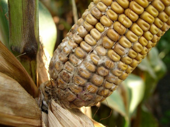 diplodia ear rot on corn