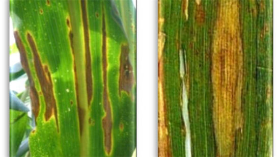 Diplodia Leaf Streak lesions (left) and northern corn leaf blight lesions (right)