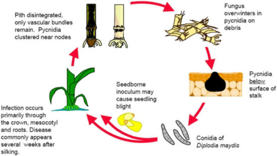 Diplodia stalk rot annual disease cycle