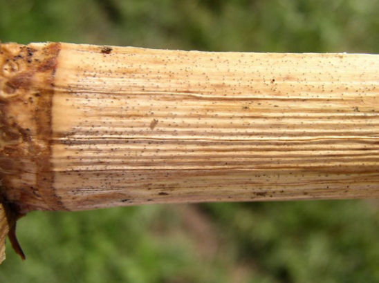 corn stalk showing diplodia stalk rot symptoms