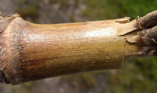 Small black spots (pycnidia) on corn stalk.