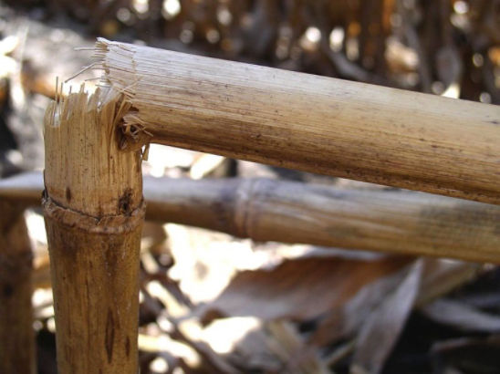 Broken corn stalks due to Diplodia stalk rot infection.